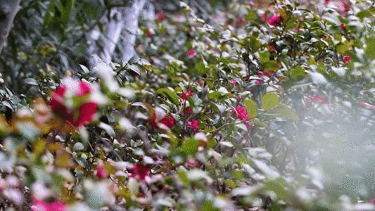 红色花朵满山的红花GIF高清图片