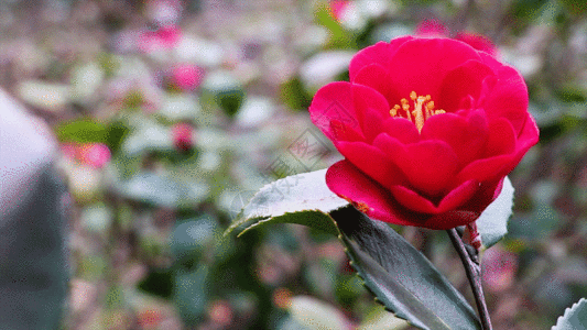 红花GIF图片