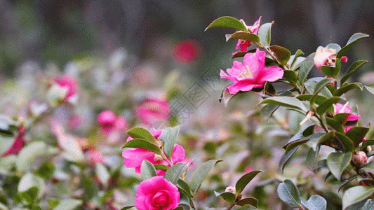 中药红花红茶花GIF高清图片