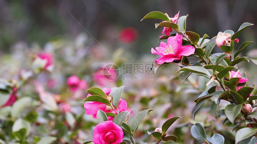 红茶花GIF图片