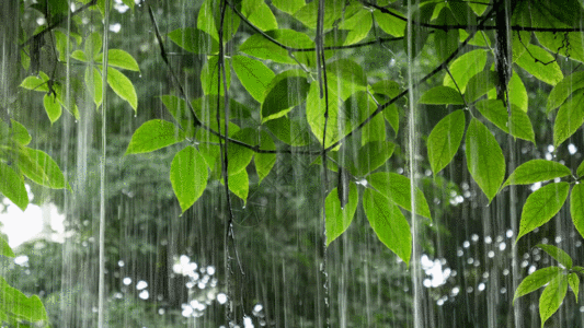 春天绿色下雨中植物GIF高清图片