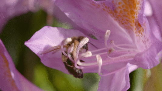 蜜蜂采蜜授粉特写镜头GIF图片