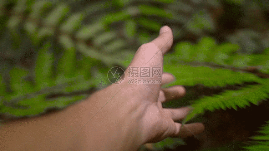 图片标题为抚摸大自然野草树叶实景拍摄gif,编号:401114794,格式:gif