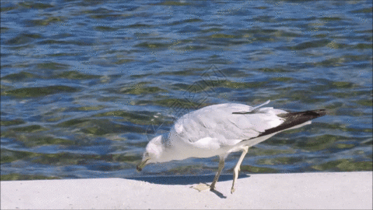 海鸟在觅食GIF图片