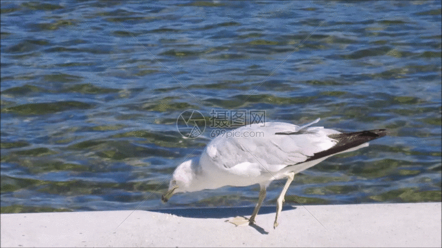 海鸟在觅食gif