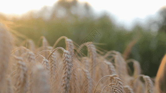 麦子秋天丰收的金色稻谷GIF高清图片