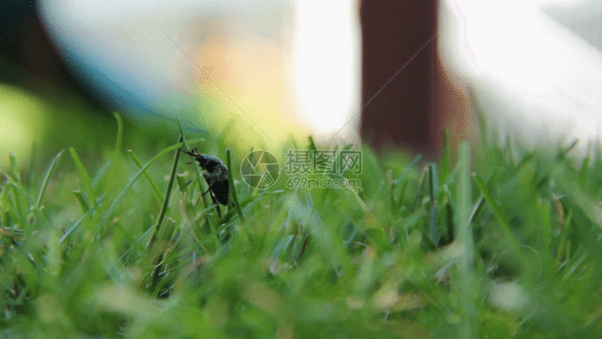 小虫子爬行微距镜头gif