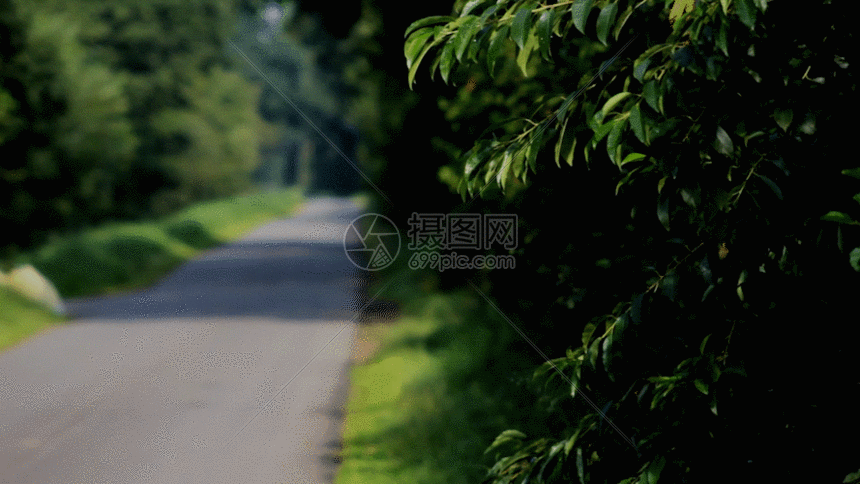 gif动图 实景动图  道路旁的草丛灌木gif.gif 860_484