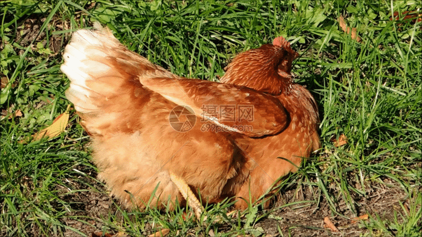 草地里在生蛋的老母鸡GIF图片