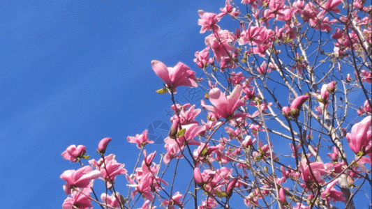 粉红色的玉兰花花朵GIF图片