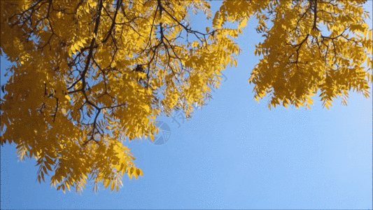 大树酒店黄色的银杏树叶飘落GIF高清图片