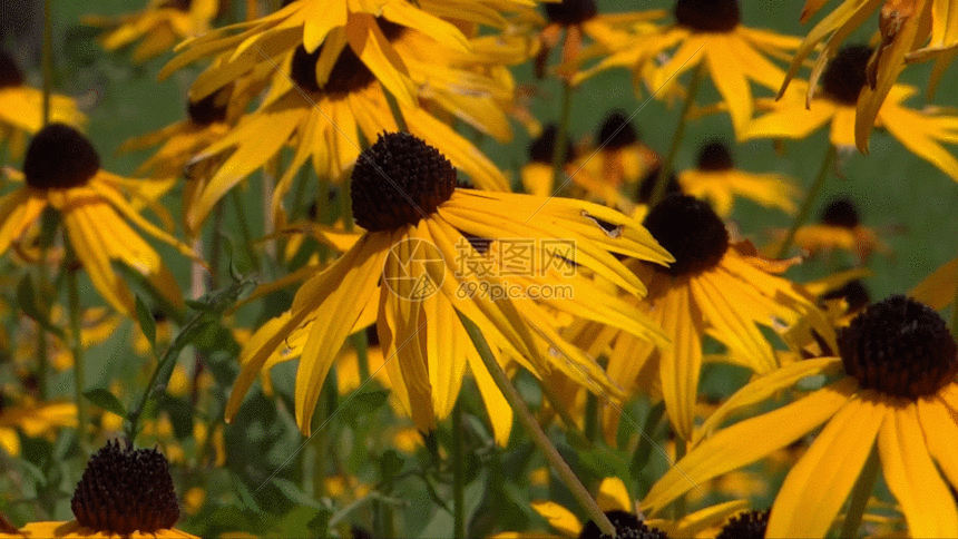 雏菊野菊花迎风飘动gif