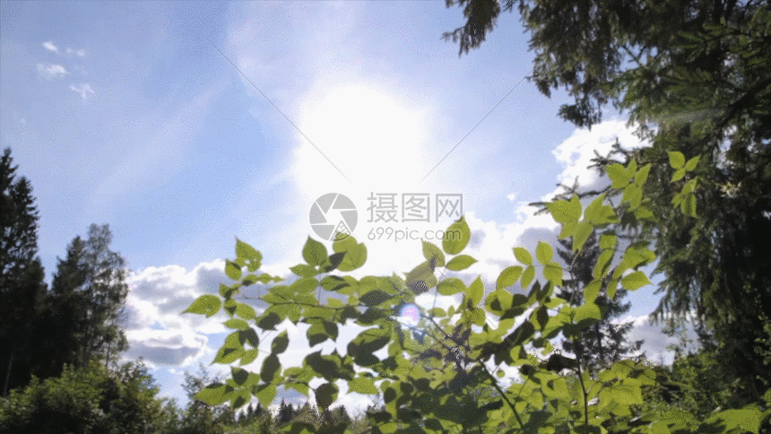 树叶前晴空万里gif