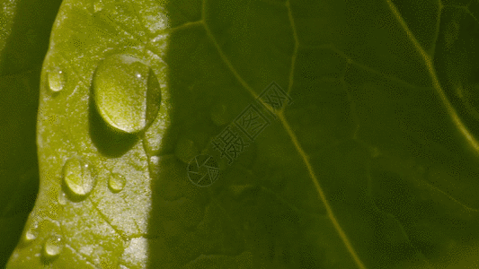 树叶上的水滴GIF图片