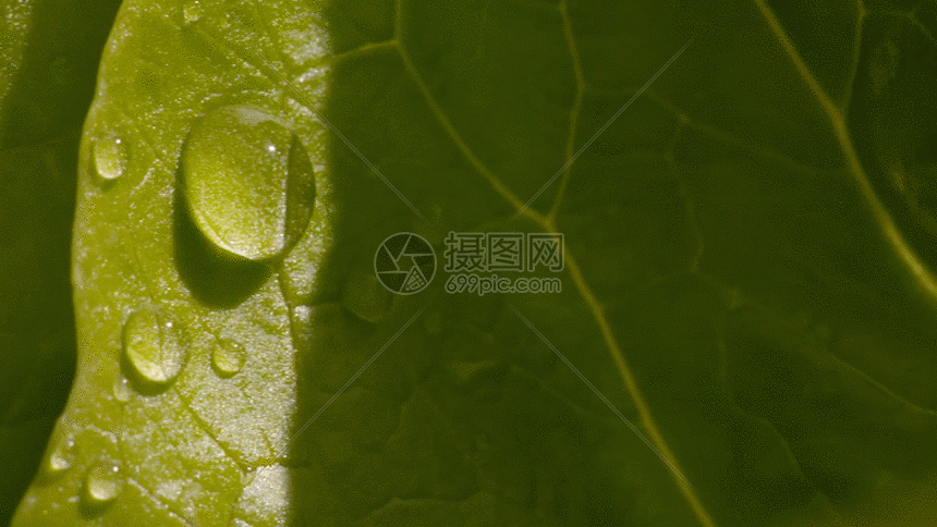 树叶上的水滴gif动图图片-正版gif素材401116049-摄