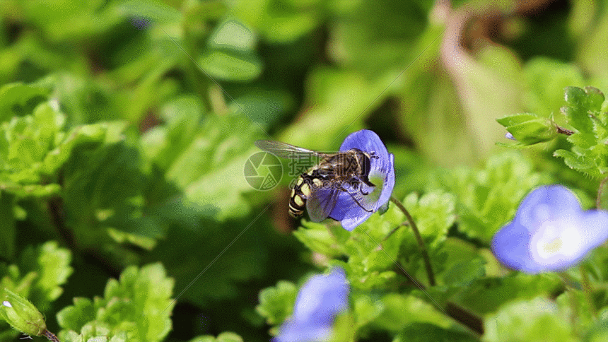 春暖花开自然花草gif
