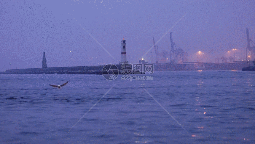 夜幕平静港口海鸥飞翔gif