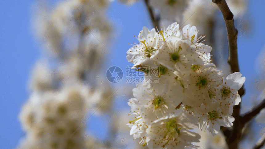 桃花盛开gif动图图片-正版gif素材401121513-摄图网