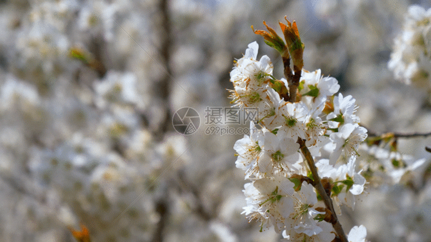 gif动图 实景动图  樱花gif.gif