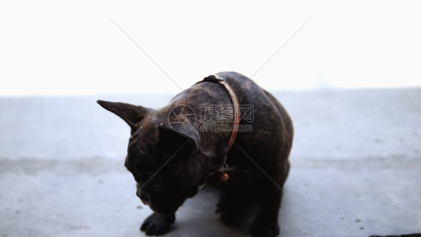 宠物斗牛犬 gif动态图片素材下载_动图编号401121533