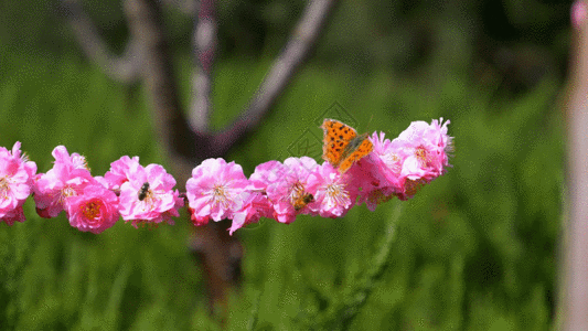 一组花和蝴蝶的镜头GIF图片