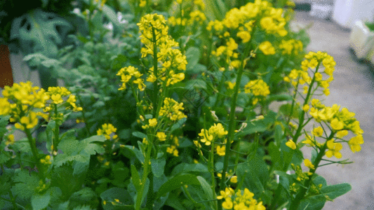 金黄色背景金黄色春天的油菜花GIF高清图片