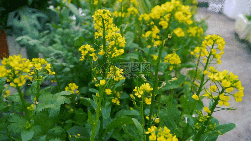 金黄色春天的油菜花gif
