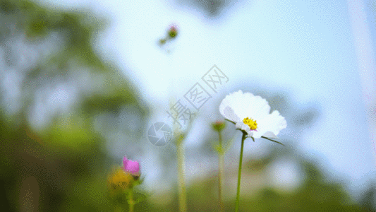 白色花朵白色太阳花GIF高清图片