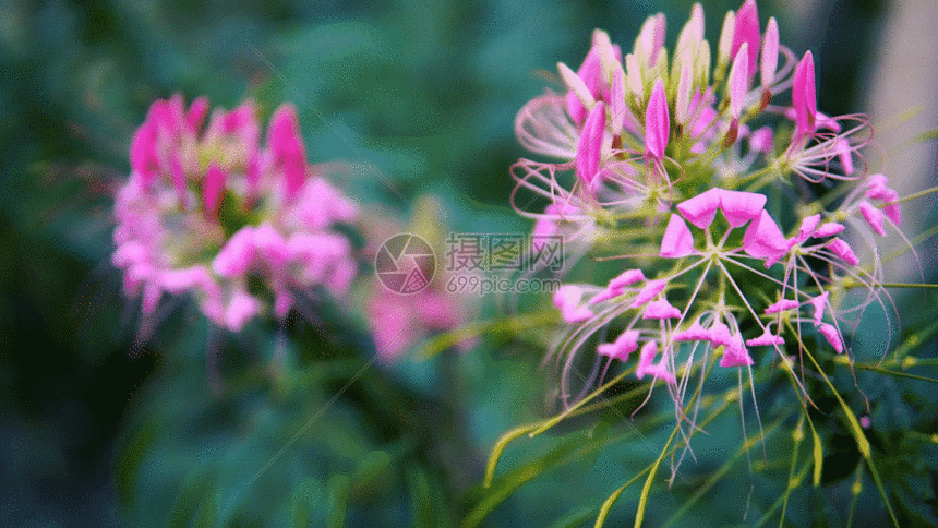 凤尾花gif动图图片-正版gif素材401121851-摄图网