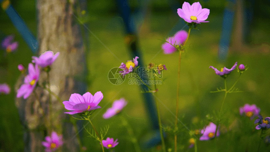 紫色太阳花gif动图图片-正版gif素材401121909-摄图网