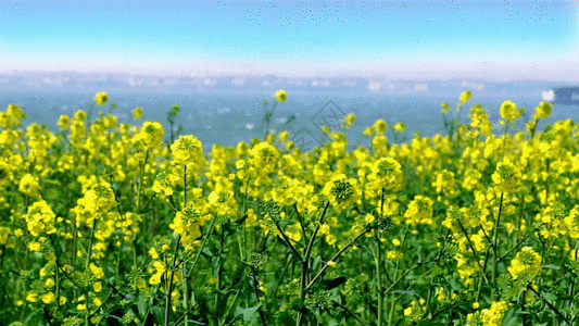 油菜花背景阳澄湖油菜花GIF高清图片