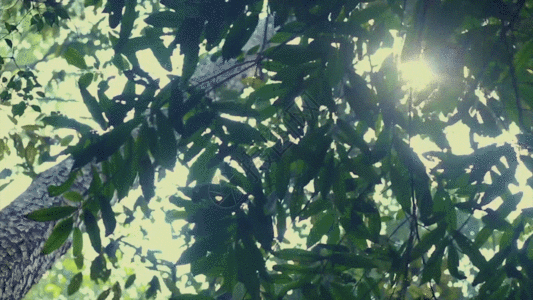 焦点森林阳光GIF高清图片