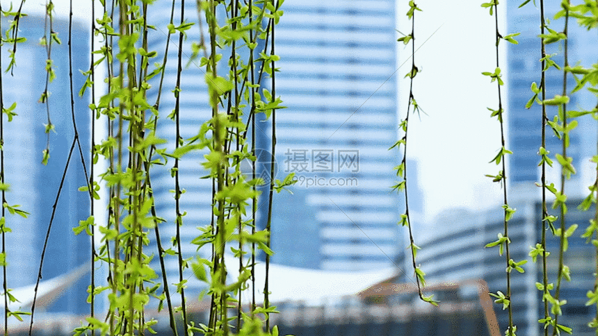 城市金融中心一抹春色gif动图图片-正版gif素材-摄