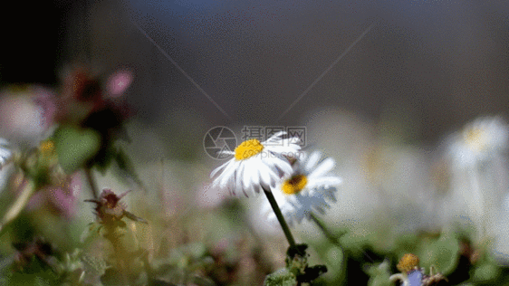 微距镜头的蜜蜂采花GIF图片