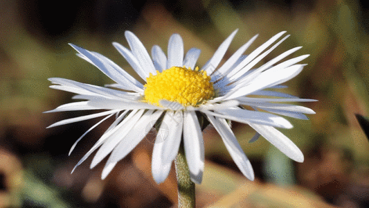 微距镜头下蜜蜂采花GIF图片