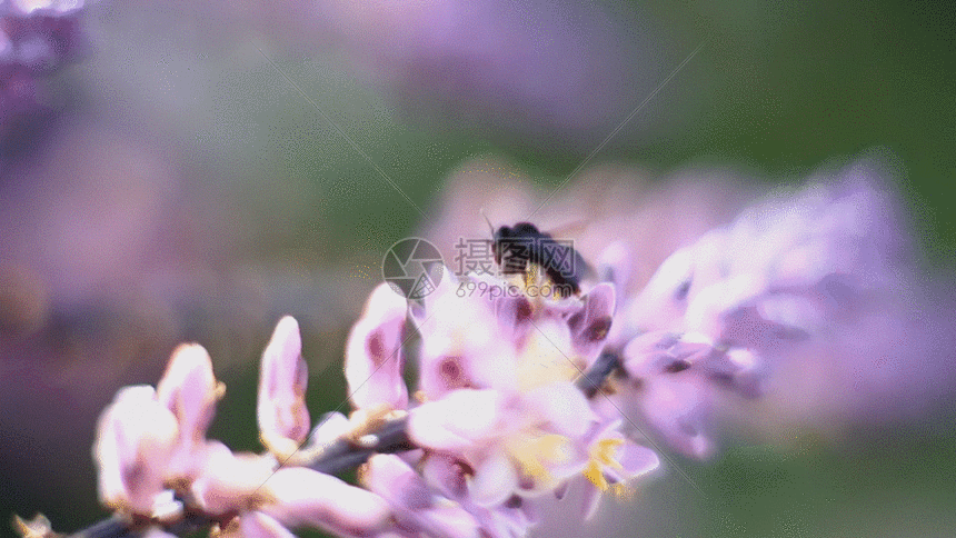 蜜蜂采花gif