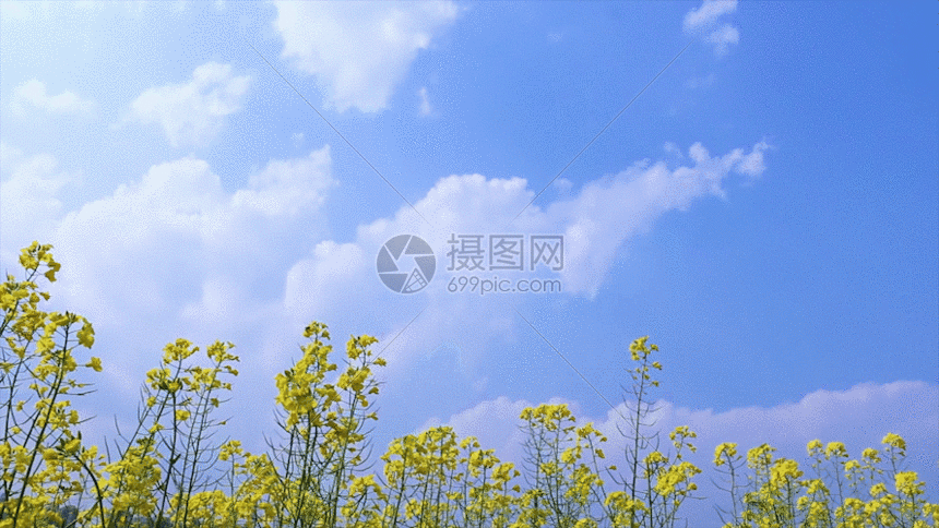 天空背景油菜花之蜜蜂飞舞 gif