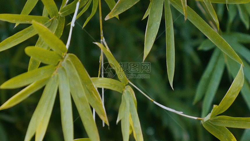 竹子竹叶特写实拍gif