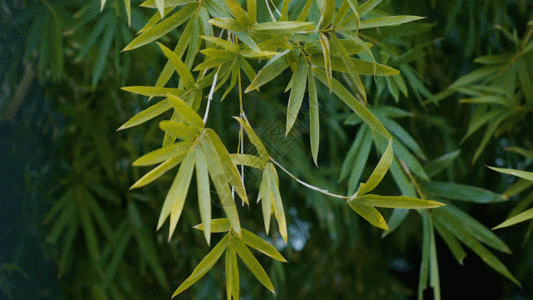 竹树素材竹叶GIF高清图片