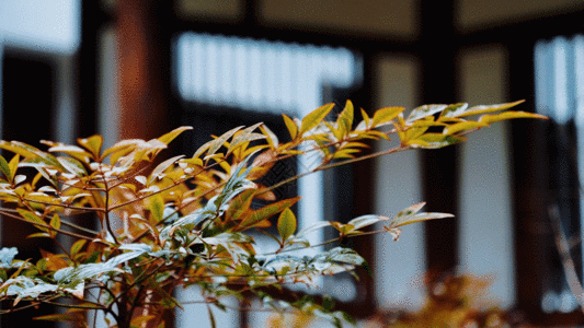 垂落的枝叶绿叶摇摆 GIF高清图片