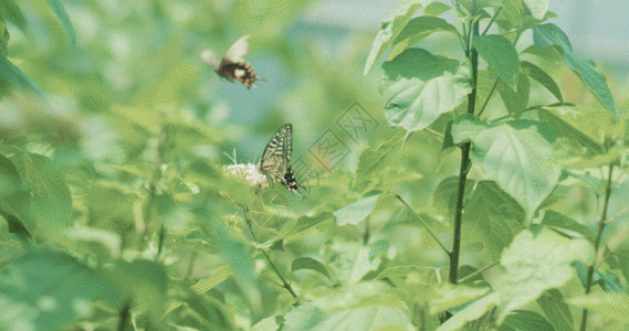 新鲜花蝴蝶花朵gif高清图片