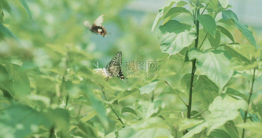 蝴蝶花朵gif图片