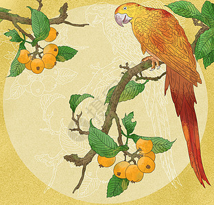 中国风古风花鸟工笔花卉鹦鹉枇杷图图片