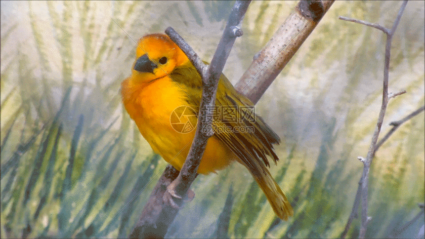 gif动图 实景动图  喜鹊枝头局部动图gif.psd,gif