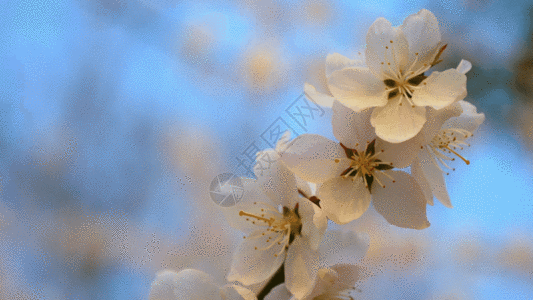 春天的桃花 GIF图片