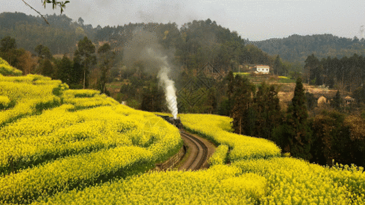 嘉阳油菜花田里的小火车gif图片素材