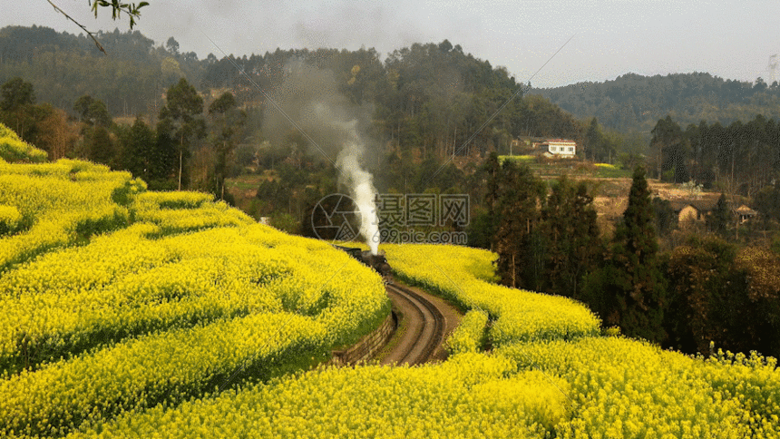 gif动图 实景动图  嘉阳油菜花田里的小火车gif.,gif
