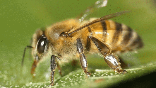 蜜蜂吸早上的露水GIF高清图片