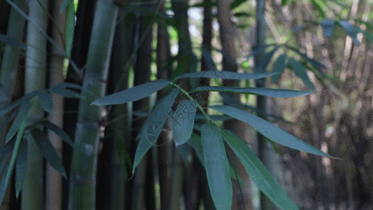 竹树素材竹子GIF高清图片