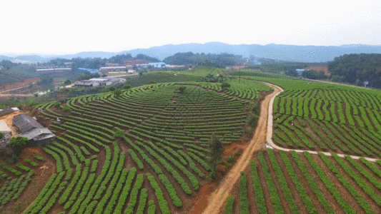 陈年普洱茶万亩茶园GIF高清图片